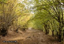 گزارش تصویری از فصل پاییز در جنگل ابر شاهرود